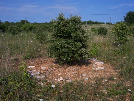 Truffes du P&eacute;rigord  recolt&eacute; apr&egrave;s &eacute;laboration autour des plants truffiers marquage du brul&eacute;. truffe du P&eacute;rigord noir, la  truffe diamant or noir du P&eacute;rigord