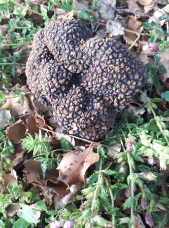 Le cavage de la truffe du P&eacute;rigord, vente directe de la r&eacute;colte des truffes enti&egrave;re  situ&eacute; entre sarlat p&eacute;rigueux et brive. Cuisinez la truffe du P&eacute;rigord truffe enti&egrave;re, brisures de truffe permettra de d�couvrir la gastronomie perigourdine.